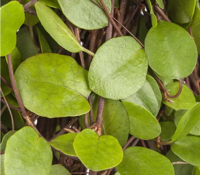 Muehlenbeckia axillaris