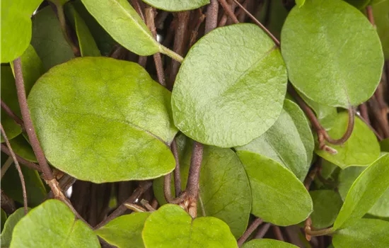 Muehlenbeckia axillaris