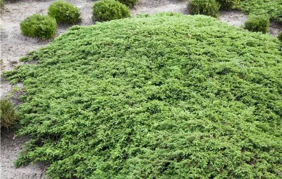 Juniperus com.'Green Carpet' Juniperus com.'Green Carpet'