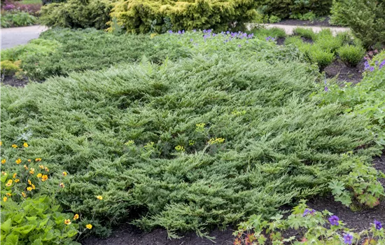 Juniperus horizontalis 'Hughes' Juniperus horizontalis 'Hughes'