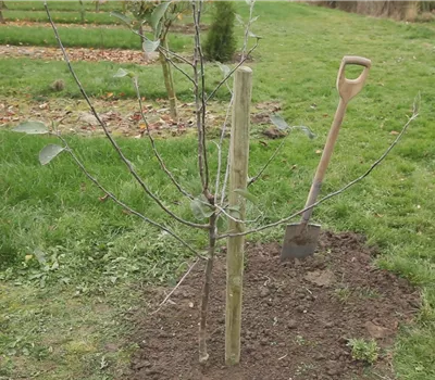 Apfelbaum - Einpflanzen im Garten Apfelbaum - Einpflanzen im Garten