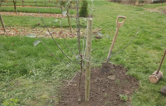 Apfelbaum - Einpflanzen im Garten Apfelbaum - Einpflanzen im Garten