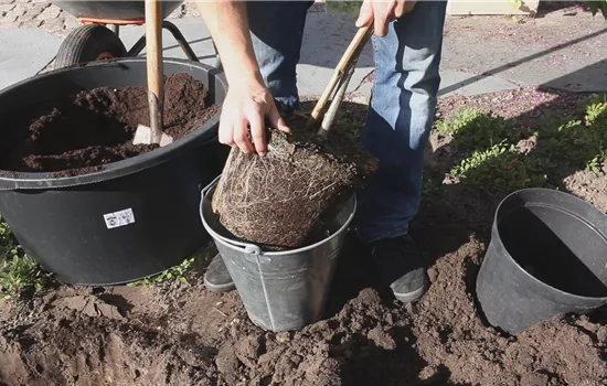 Rispenhortensie - Einpflanzen im Garten Rispenhortensie - Einpflanzen im Garten
