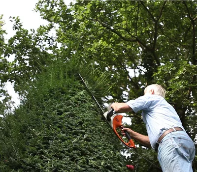 Eibe - Zurückschneiden mit der Heckenschere Eibe - Zurückschneiden mit der Heckenschere