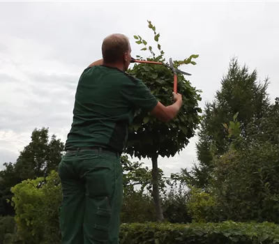 Hainbuche - Kugelförmig zurückschneiden Hainbuche - Kugelförmig zurückschneiden