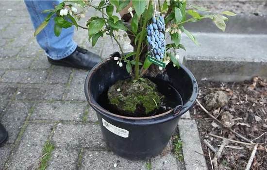 Heidelbeeren - Einpflanzen im Garten