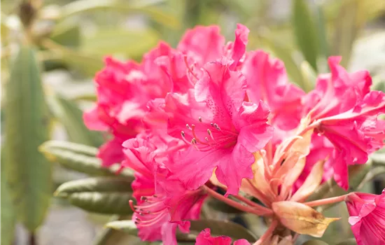 Rhododendron smirnowii 'Weinlese' Rhododendron smirnowii 'Weinlese'
