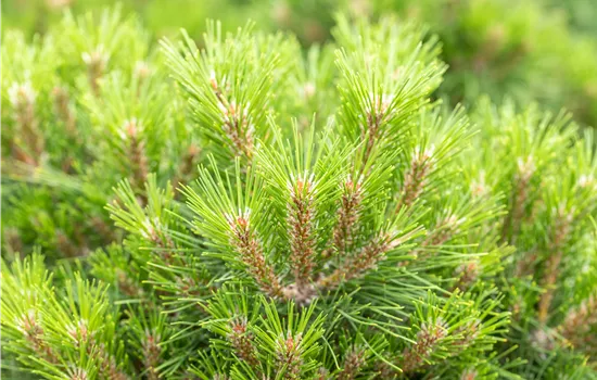 Pinus nigra 'Bambino' Pinus nigra 'Bambino'