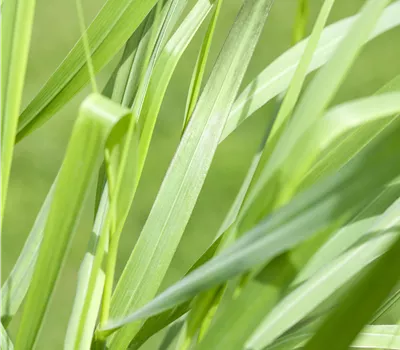 Panicum virgatum 'Rotstrahlbusch'