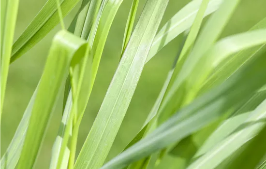 Panicum virgatum 'Rotstrahlbusch' Panicum virgatum 'Rotstrahlbusch'