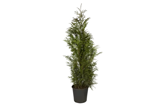Thuja plicata 'Atrovirens' Thuja plicata 'Atrovirens'