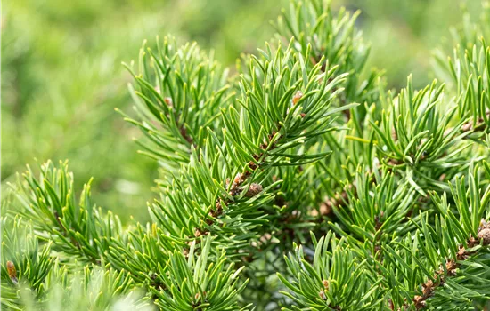 Pinus banksiana 'Velda' Pinus banksiana 'Velda'