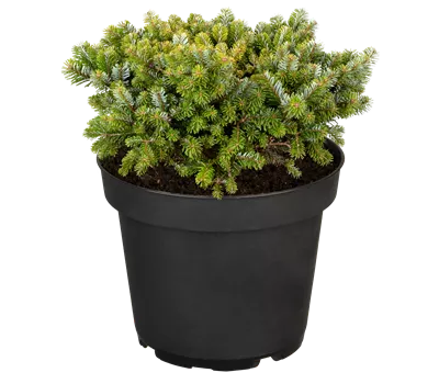 Abies veitchii 'Heddergott' Abies veitchii 'Heddergott'