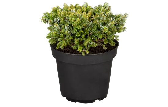 Abies veitchii 'Heddergott'