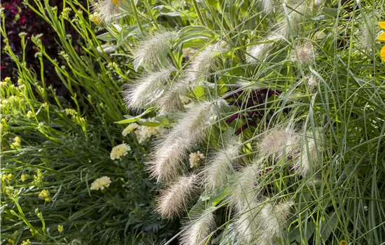 Pennisetum alopecuroides 'Hameln' Pennisetum alopecuroides 'Hameln'