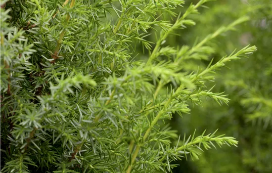 Juniperus communis Juniperus communis