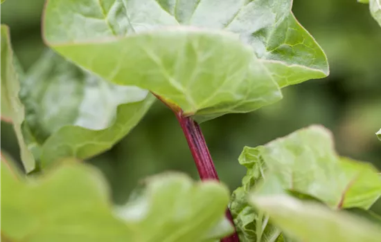 Rheum rhabarbarum 'Holsteiner Blut' Rheum rhabarbarum 'Holsteiner Blut'