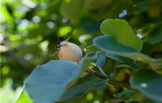 Cydonia 'Champion' CAC