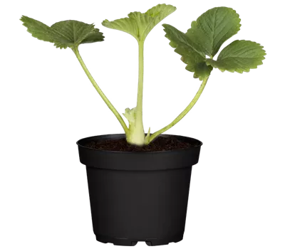 Fragaria 'Sweet Mary'