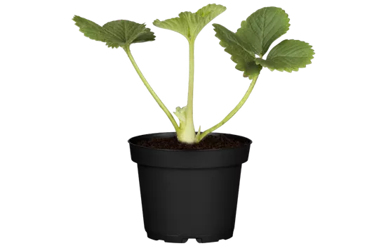 Fragaria 'Sweet Mary'