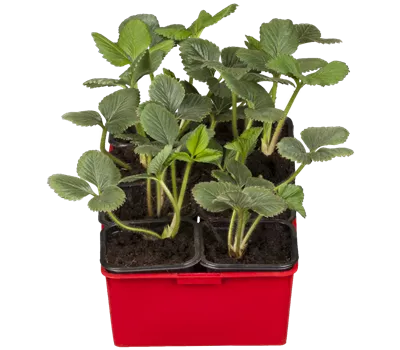 Fragaria x ananassa 'Lambada'