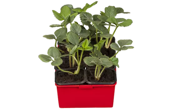 Fragaria x ananassa 'Lambada' Fragaria x ananassa 'Lambada'