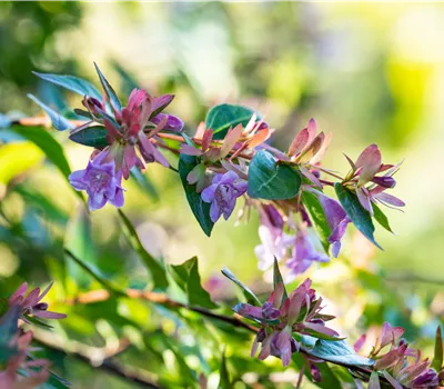 Abelia 'Edward Goucher' Abelia 'Edward Goucher'