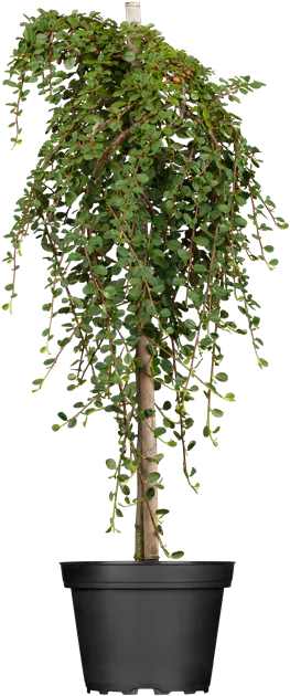 Cotoneaster procumbens 'Queen of Carpets'
