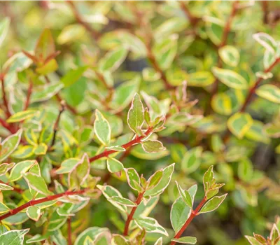 Abelia grandiflora 'Confetti'