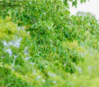 Acer buergerianum Acer buergerianum