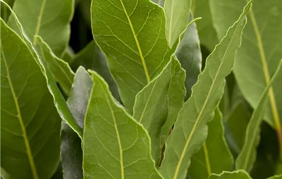 Laurus nobilis Laurus nobilis