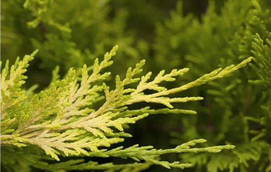 Cupressocyparis leyl.'Gold Rider' Cupressocyparis leyl.'Gold Rider'