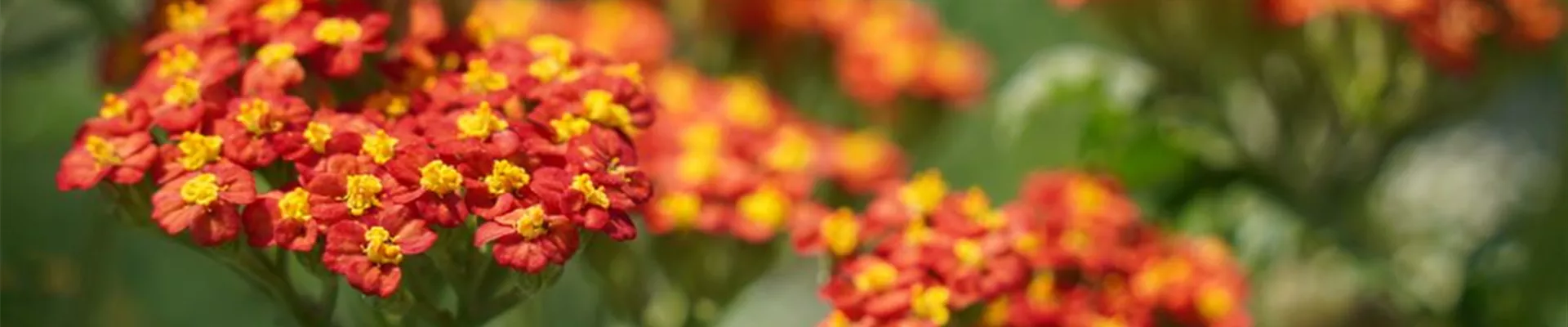 DSC04633-0-397-1616-346 DSC04633-0-397-1616-346