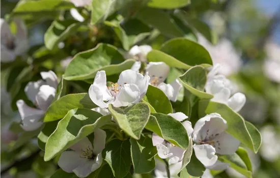 Cydonia 'Bereczki-Birnenquitte' CAC