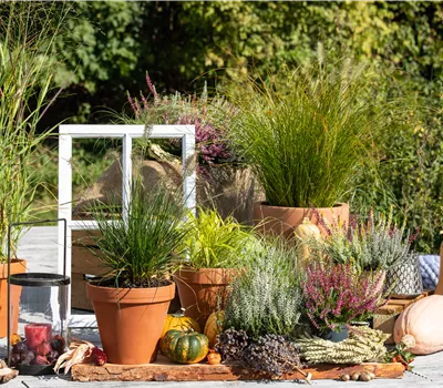 Panicum virgatum 'Hänse Herms'