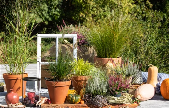 Panicum virgatum 'Hänse Herms' Panicum virgatum 'Hänse Herms'