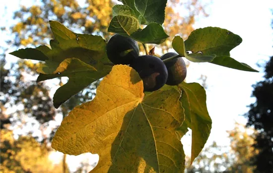 Ficus carica 'Brown Turkey' CAC