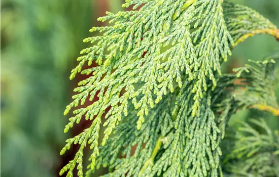 Chamaecyparis nootk.'Pendula'