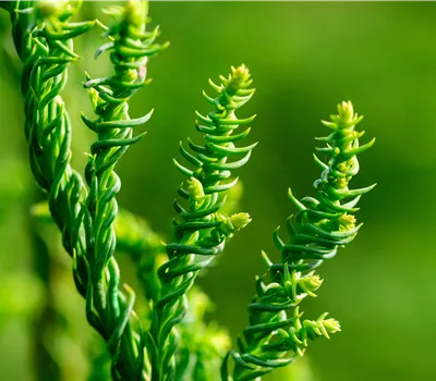 Cryptomeria japonica 'Rasen'