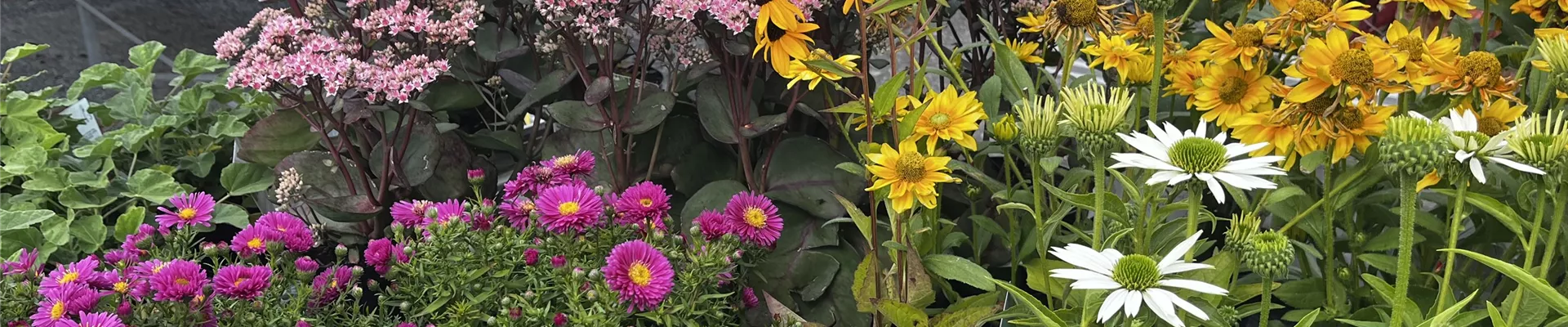 IMG_6819-0-955-4032-864 IMG_6819-0-955-4032-864