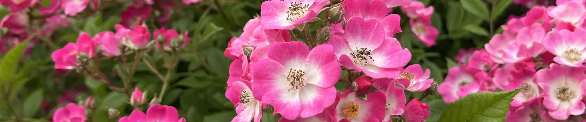 IMG_2031-0-1399-4032-864