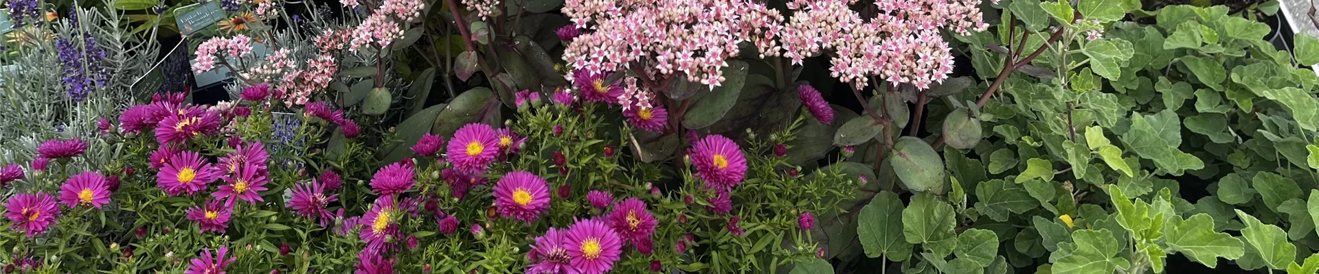 IMG_6820-0-1911-4032-864 IMG_6820-0-1911-4032-864