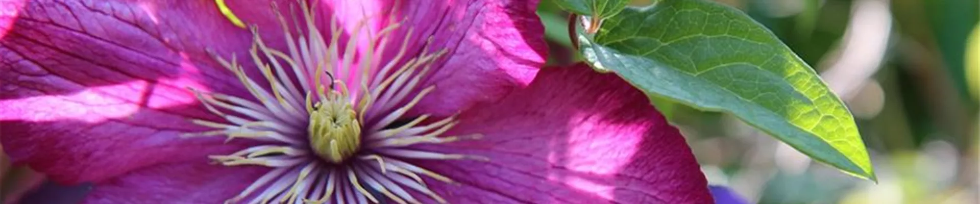 clematis-3421451_1280-0-165-1280-274