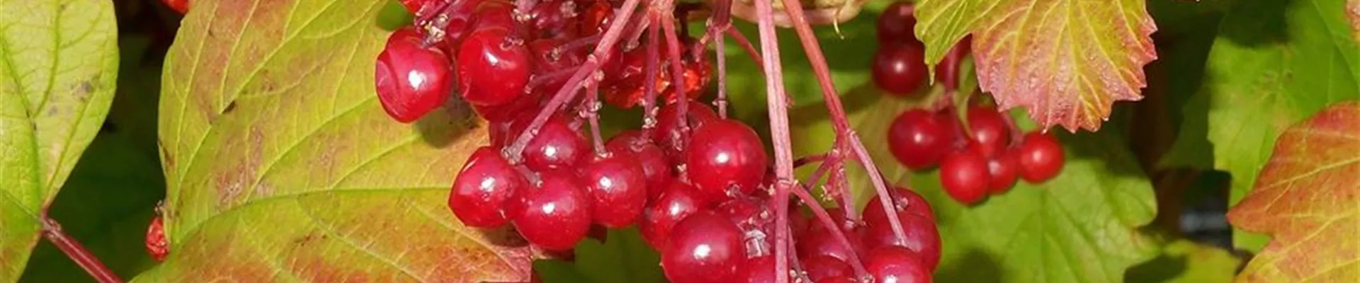 viburnum-opulus-2748304_1280-0-339-1280-274