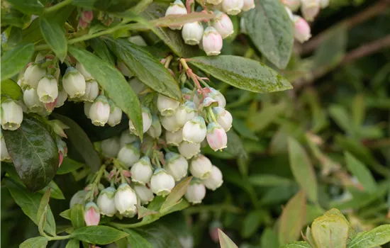 Vaccinium corymb.'Sunshine Blue' CAC Vaccinium corymb.'Sunshine Blue' CAC