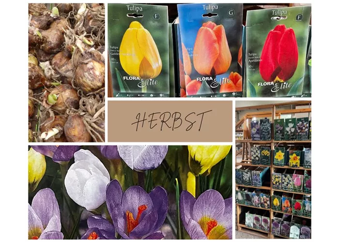 Blumenzwiebel Rabattaktion