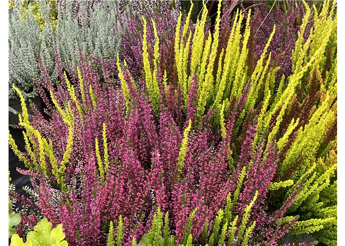 Rabattaktion Besen-Heide