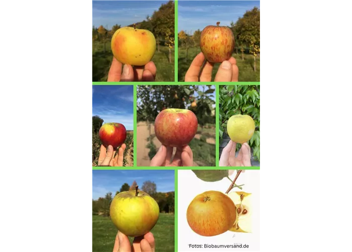 Apfelbaum Aktion 50 %