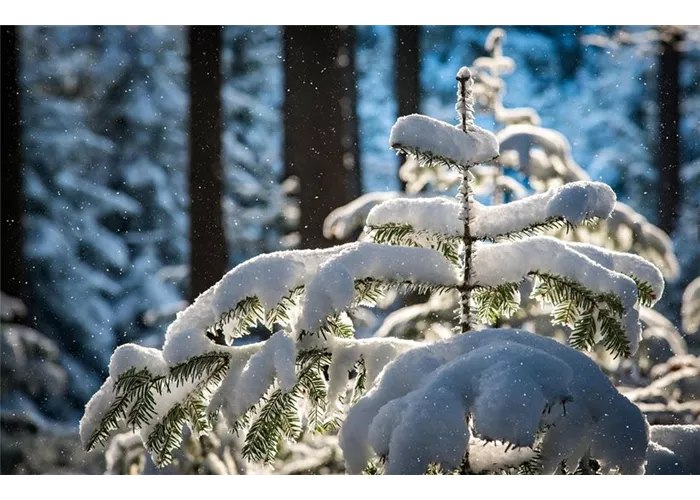 Unser Christbaumverkauf startet am 05. Dezember 2025