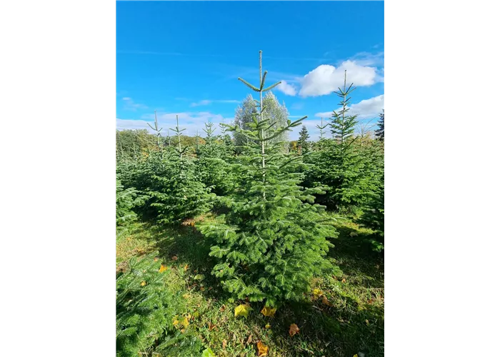 Unser Christbaumverkauf startet am 05. Dezember 2025